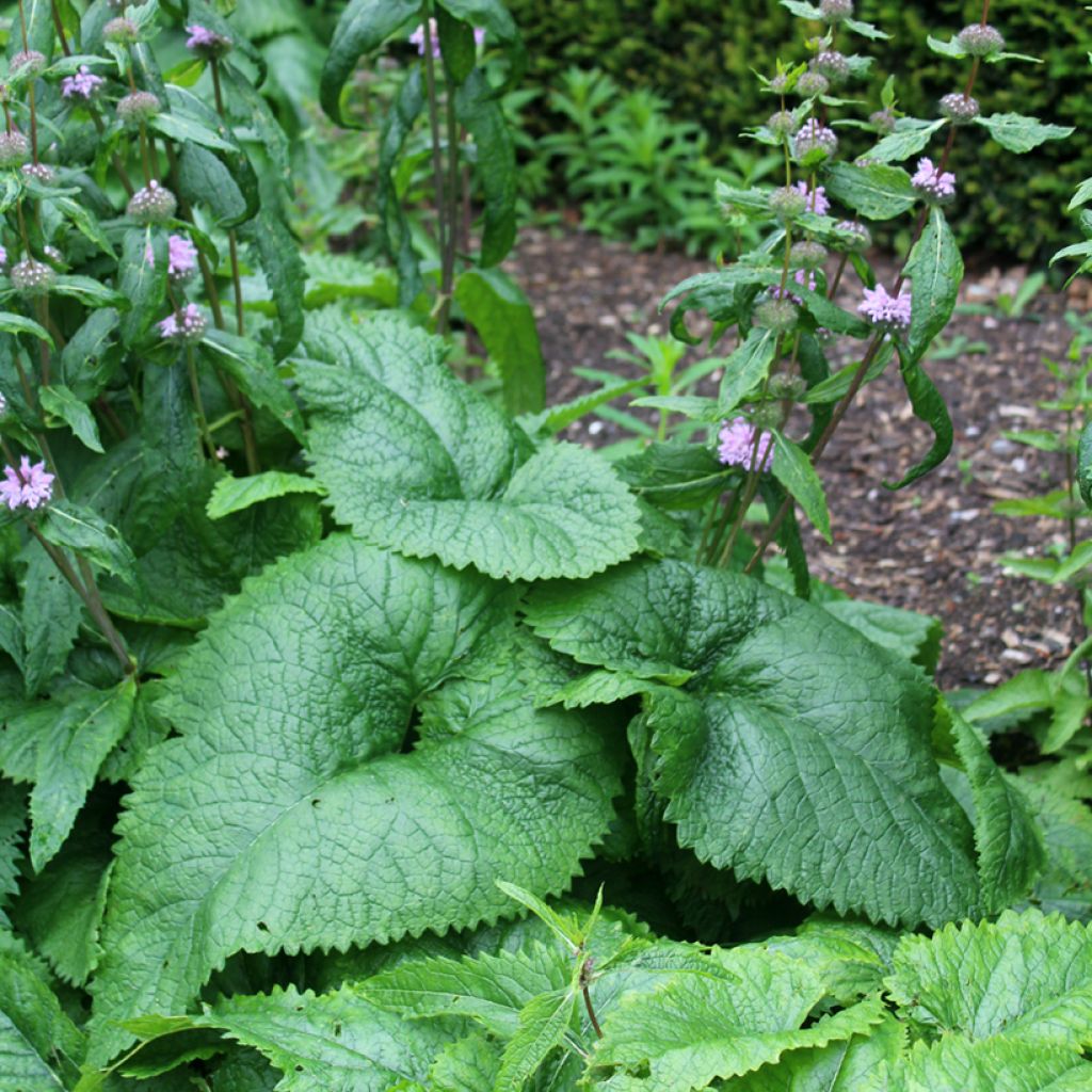 Phlomis tuberosa Amazone