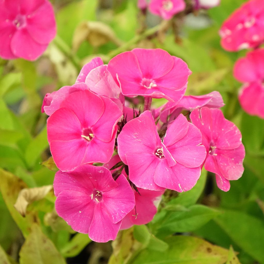 Phlox paniculata Bambini Primadonna