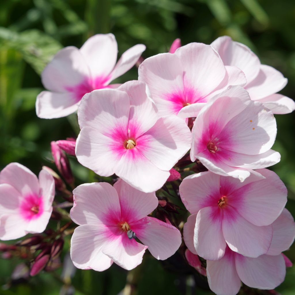 Phlox paniculata Bright Eyes - Phlox paniculé rose pâle à oeil rose vif