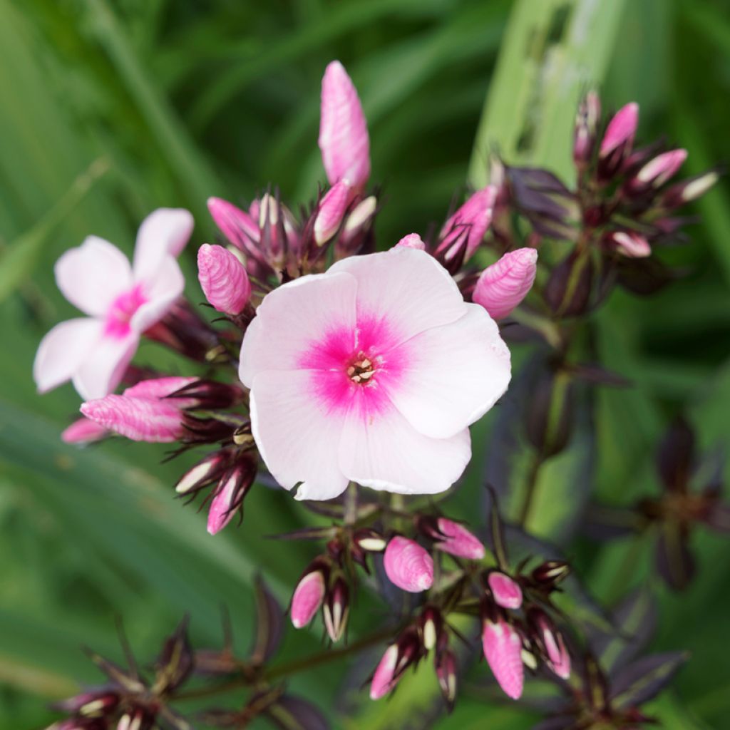 Phlox paniculata Bright Eyes - Phlox paniculé rose pâle à oeil rose vif