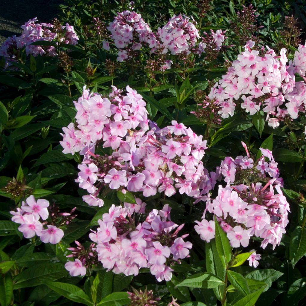 Phlox paniculata Bright Eyes - Phlox paniculé rose pâle à oeil rose vif