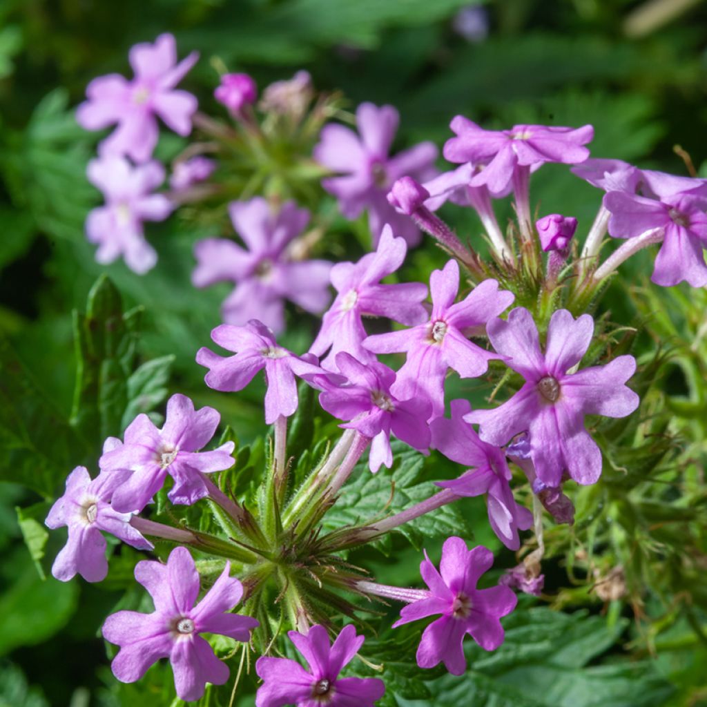 Phlox paniculata Jeana - Phlox paniculé bleu lavande pâle