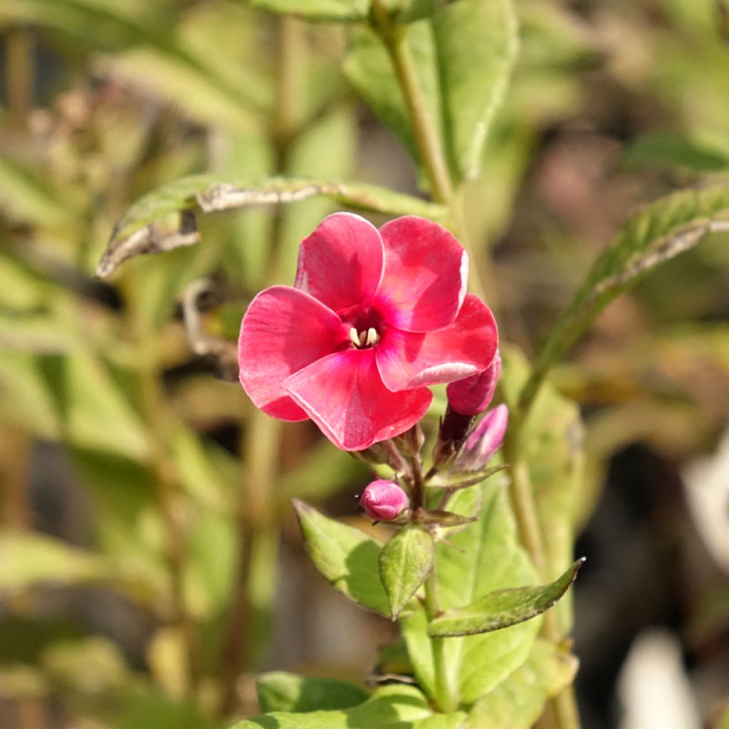 Phlox paniculata Stars and Stripes