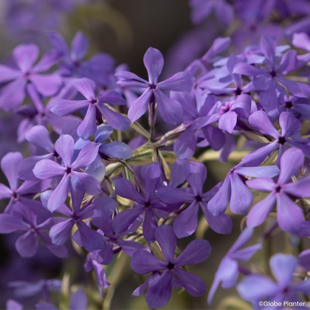 Phlox divaricata Blue Ribbons