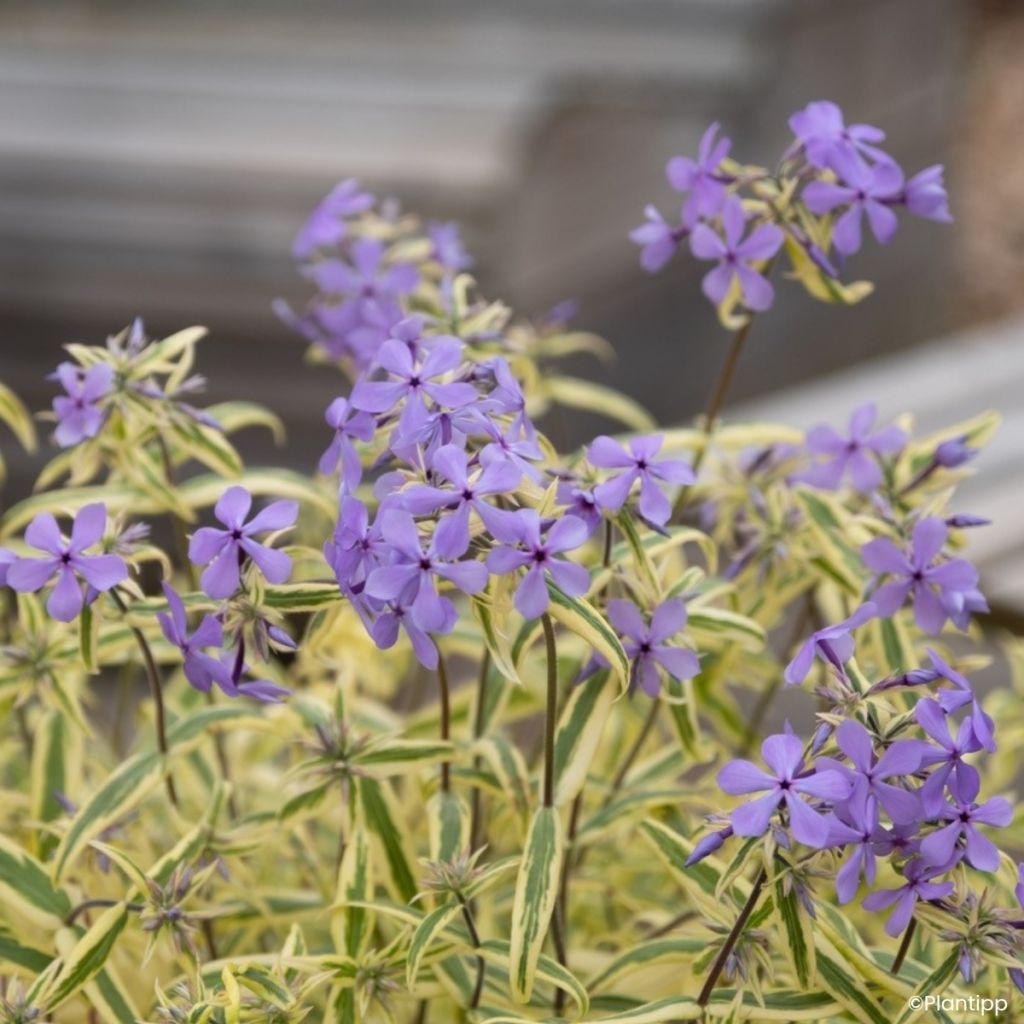 Phlox divaricata Blue Ribbons