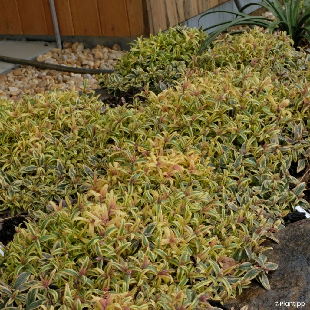 Phlox divaricata Blue Ribbons