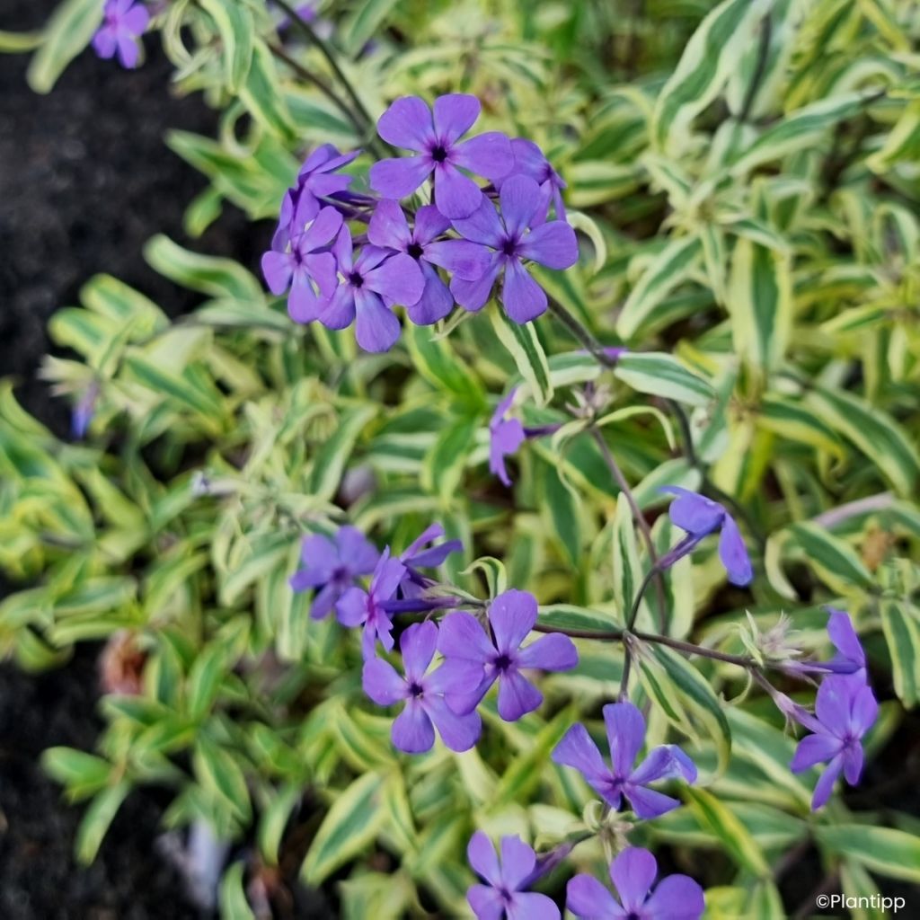 Phlox divaricata Blue Ribbons