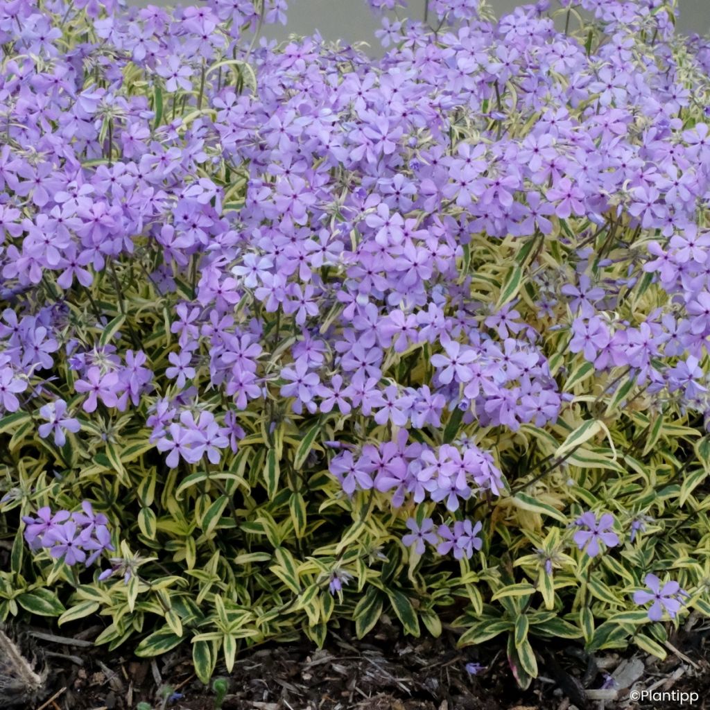 Phlox divaricata Blue Ribbons