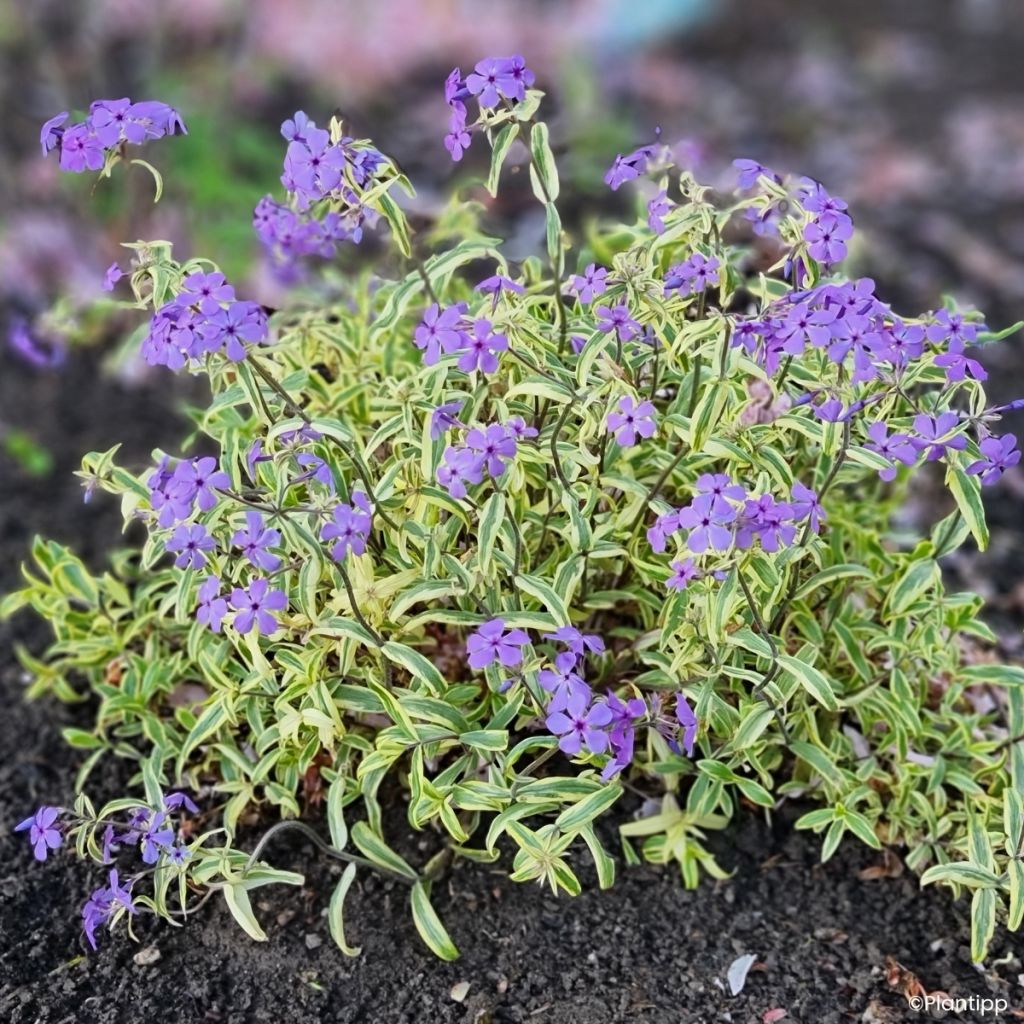 Phlox divaricata Blue Ribbons