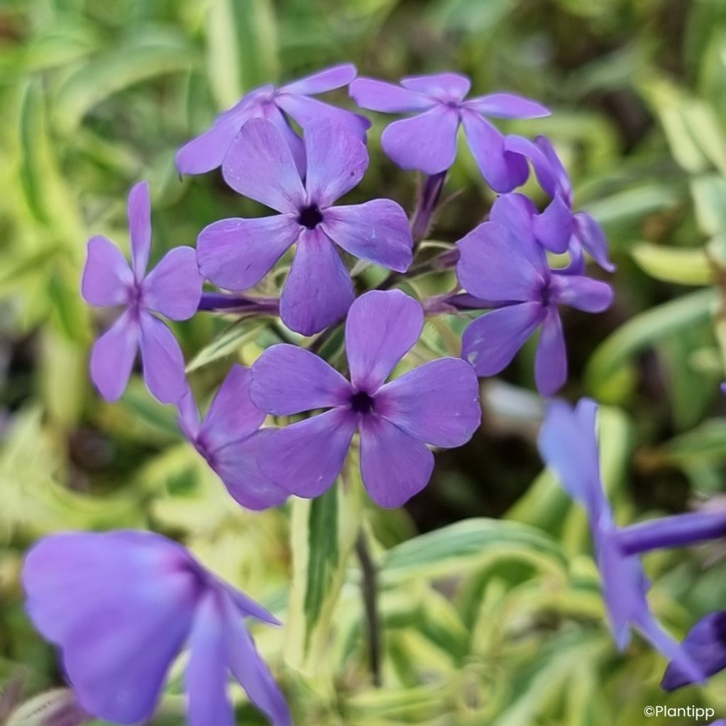 Phlox divaricata Blue Ribbons