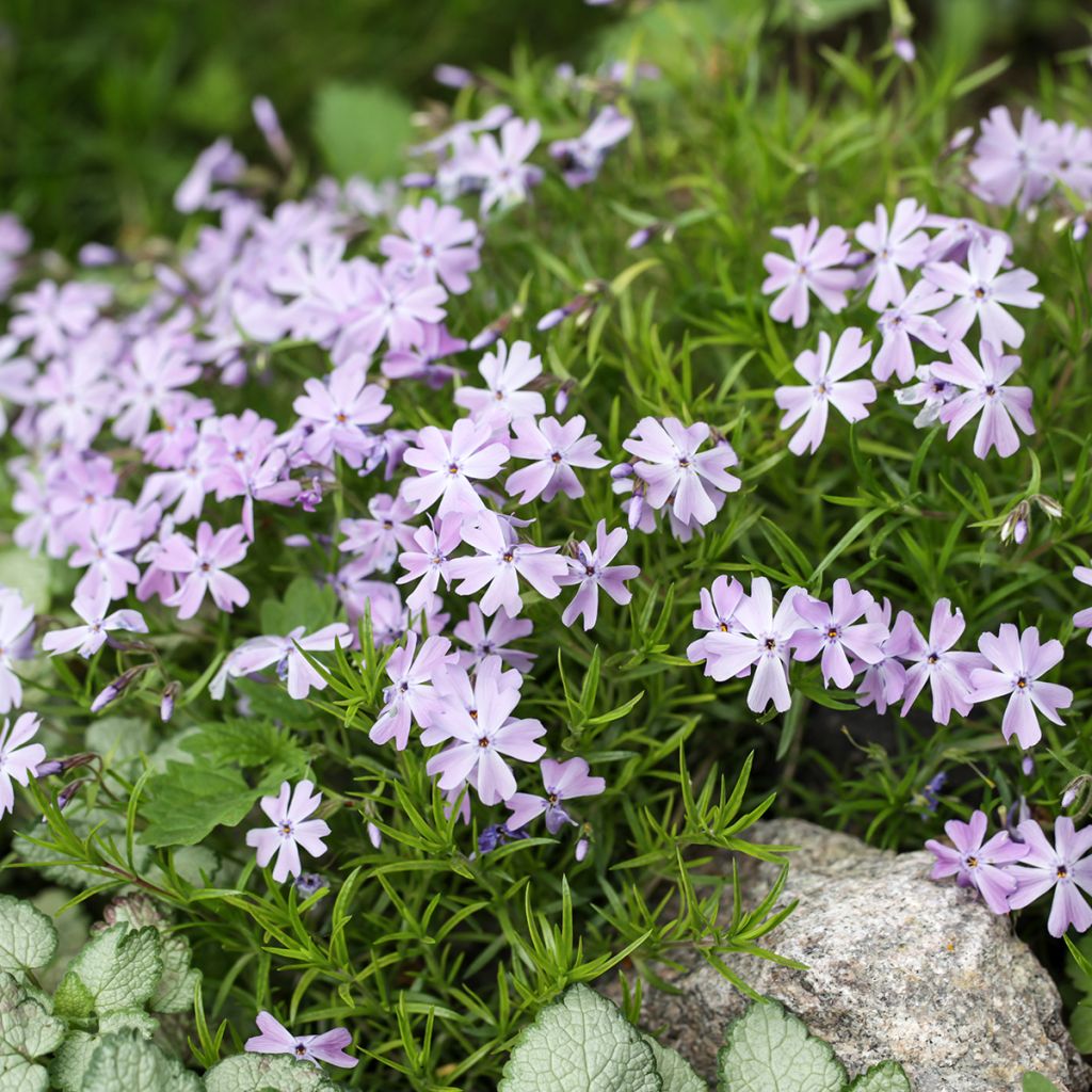 Phlox subulata Emerald Cushion Blue - Phlox mousse bleu clair