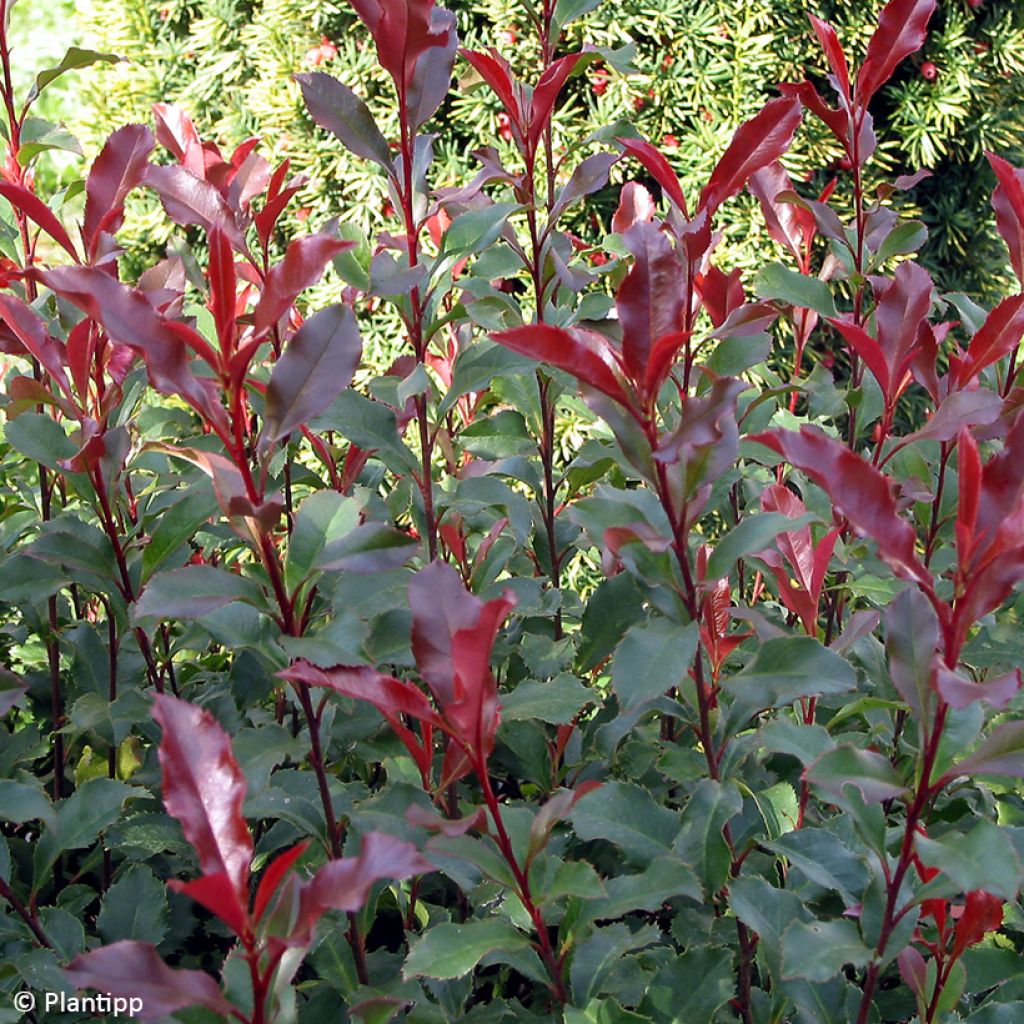 Photinia fraseri Corallina