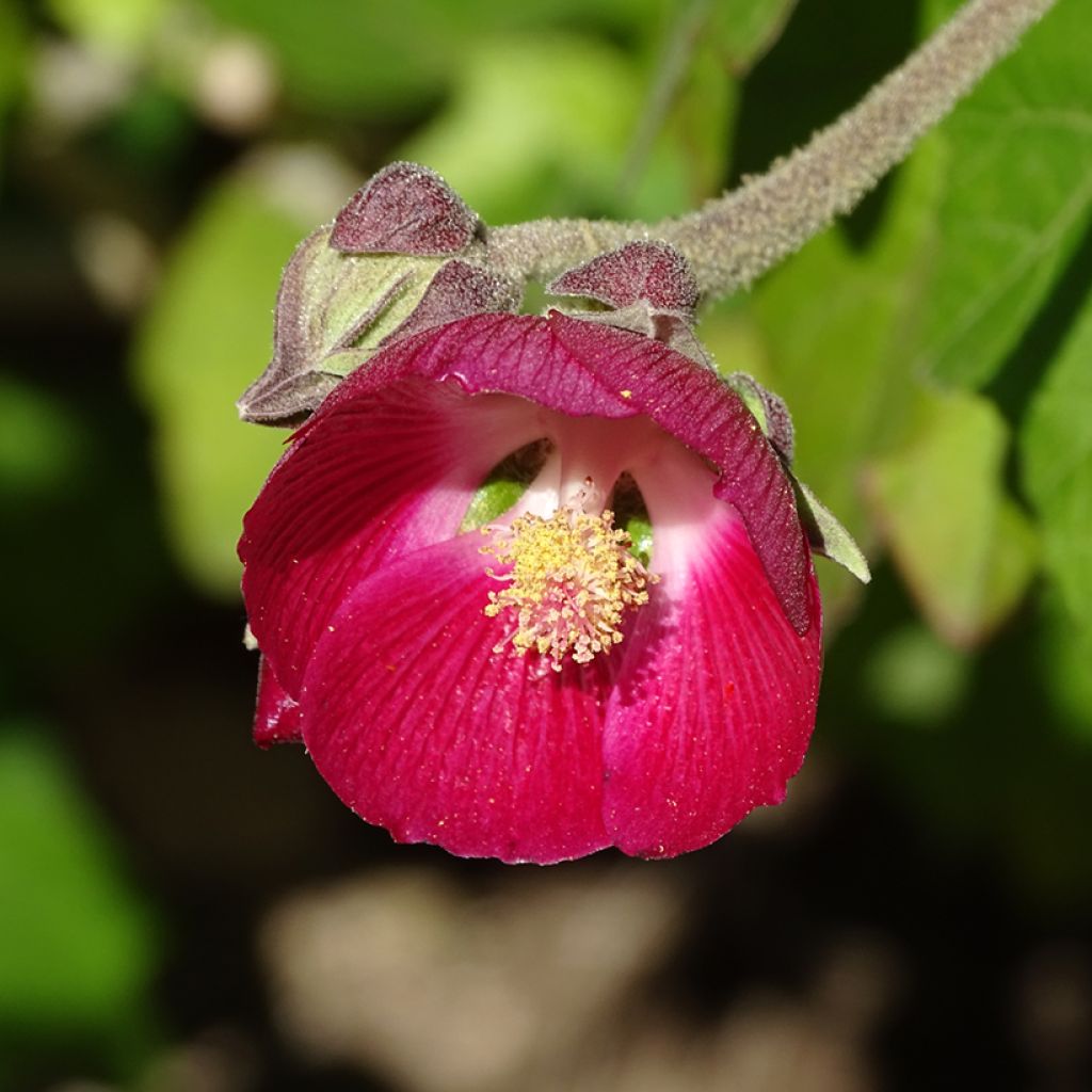Phymosia umbellata 