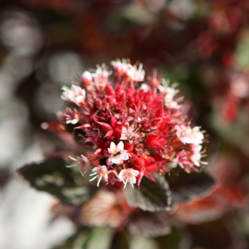 Physocarpus opulifolius Spicy Devil - Physocarpe nain