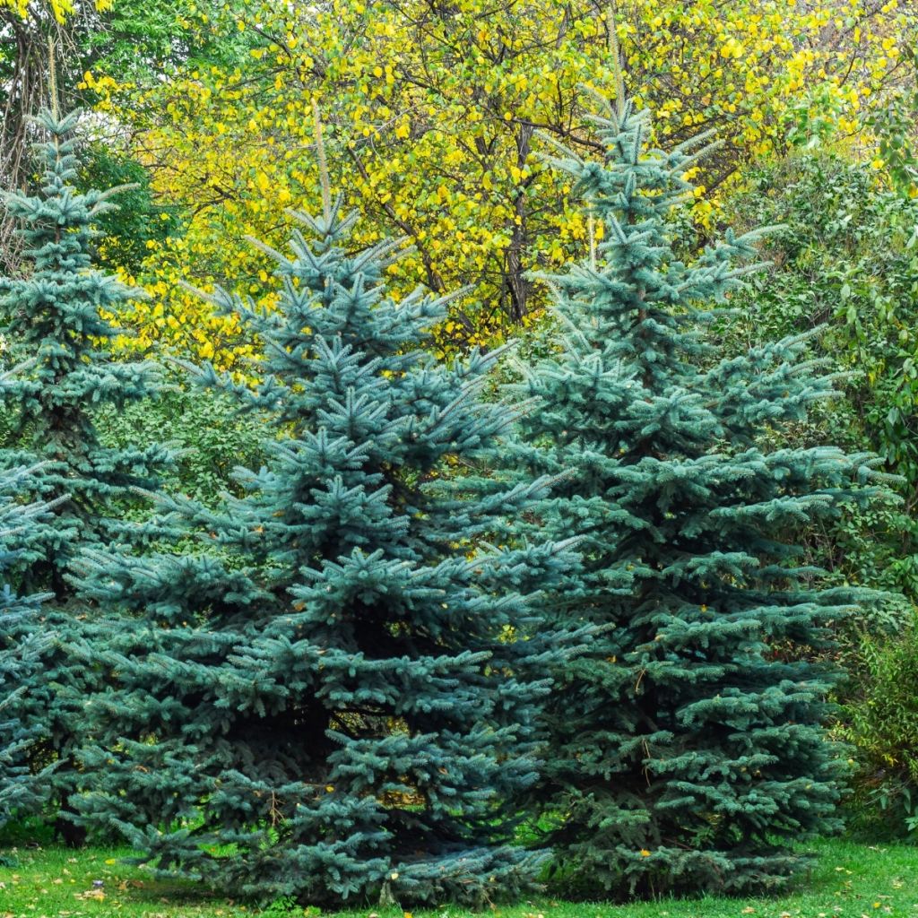 Epicea bleu - Picea pungens Iseli Fastigiate                  
