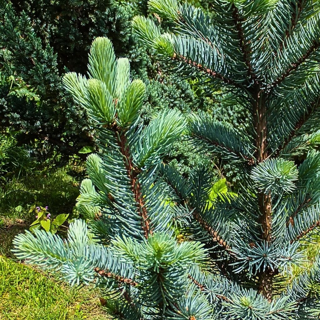Epicea bleu - Picea pungens Iseli Fastigiate                  