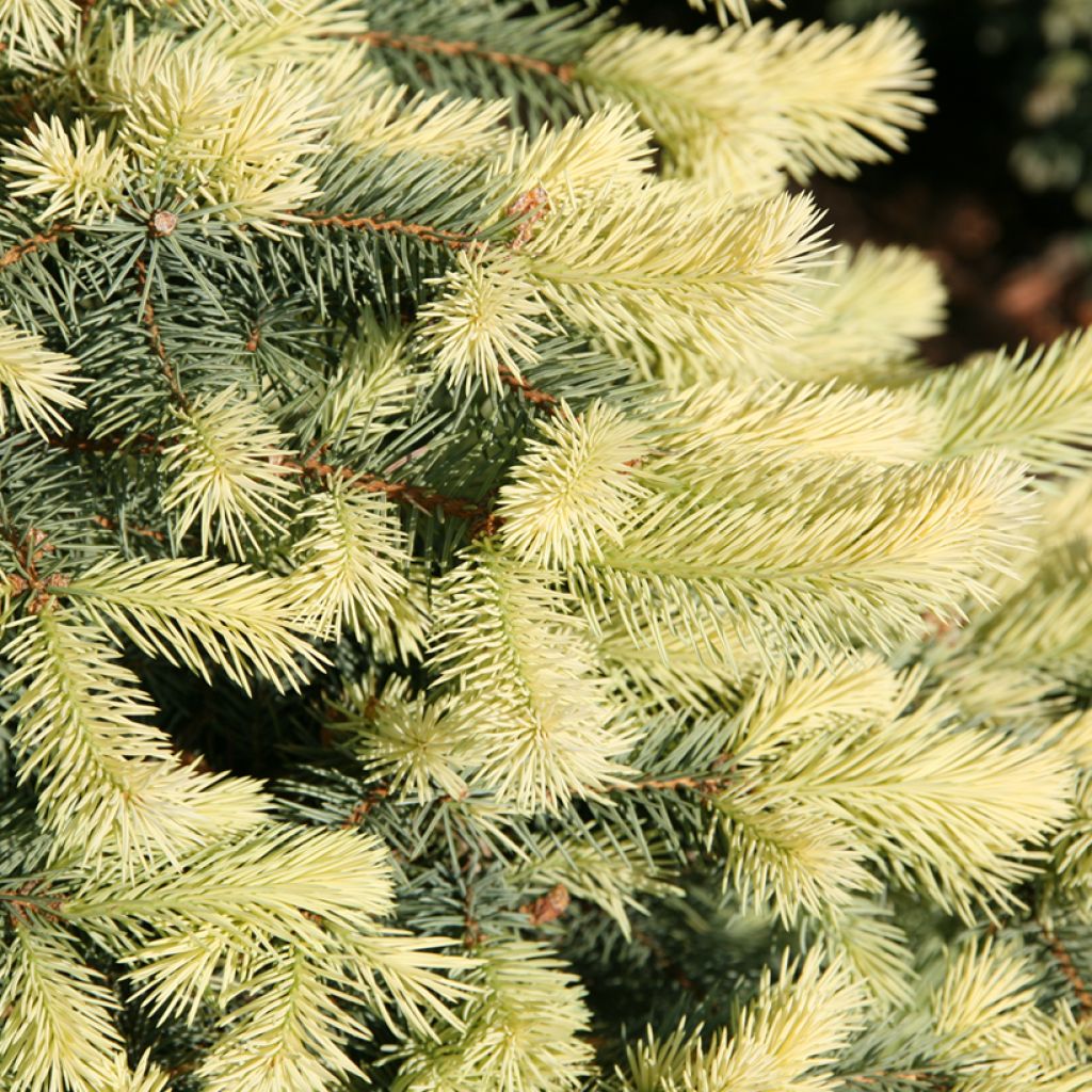Epicéa bleu - Picea pungens Jan Byczkowski