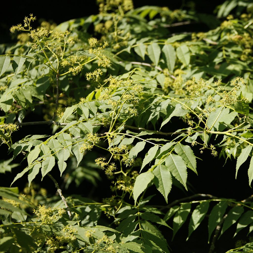 Picrasma quassioides - Quassia du Japon
