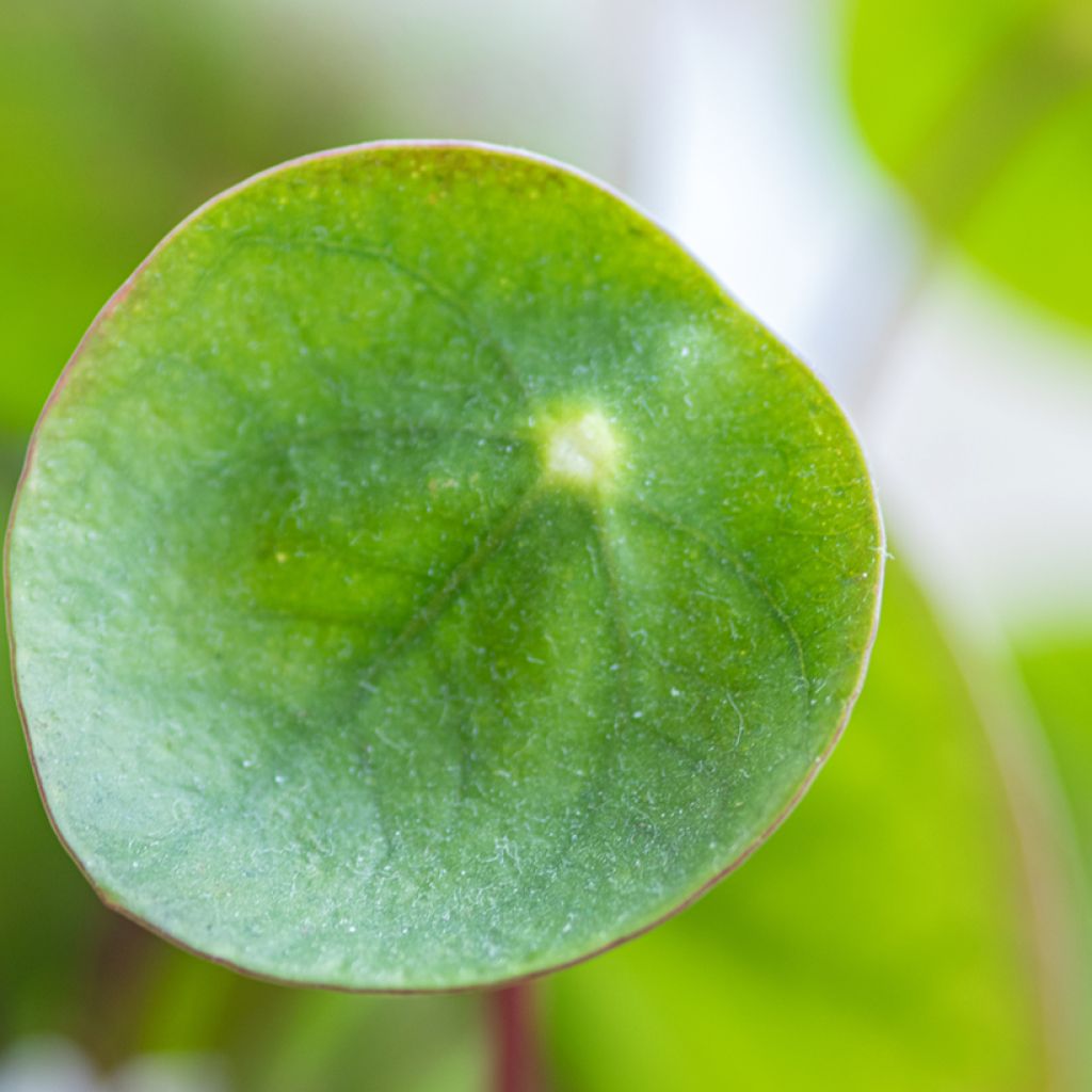 Pilea peperomioides
