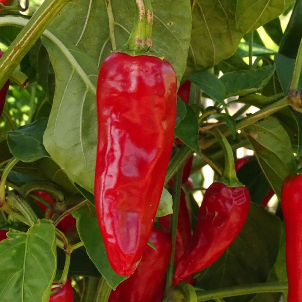 Piment Basque Gorria Bio en mini-mottes
