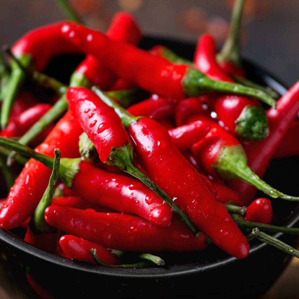 Piment Sucette De Provence - Capsicum annuum 