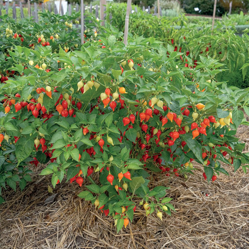 Piment Button Red en plant