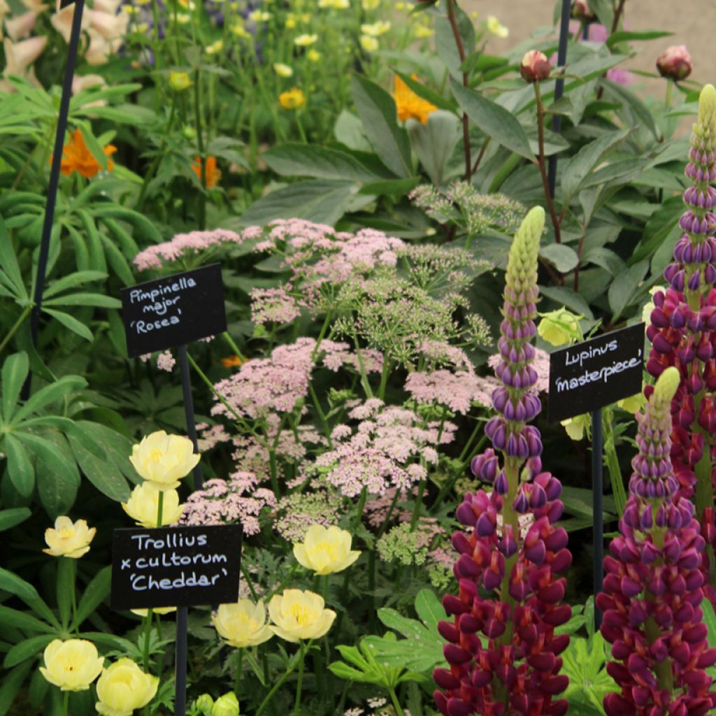 Pimpinella major Rosea