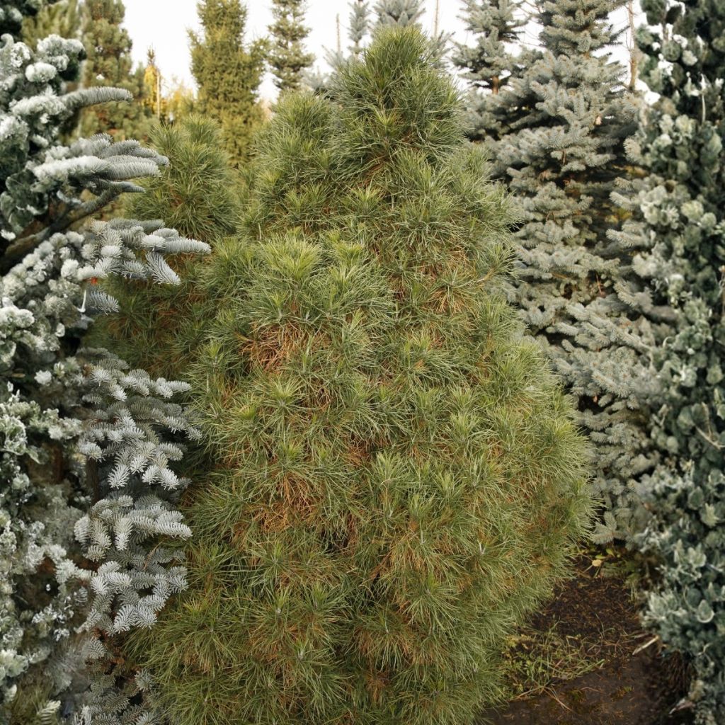 Pin sylvestre nain - Pinus sylvestris Globosa Viridis