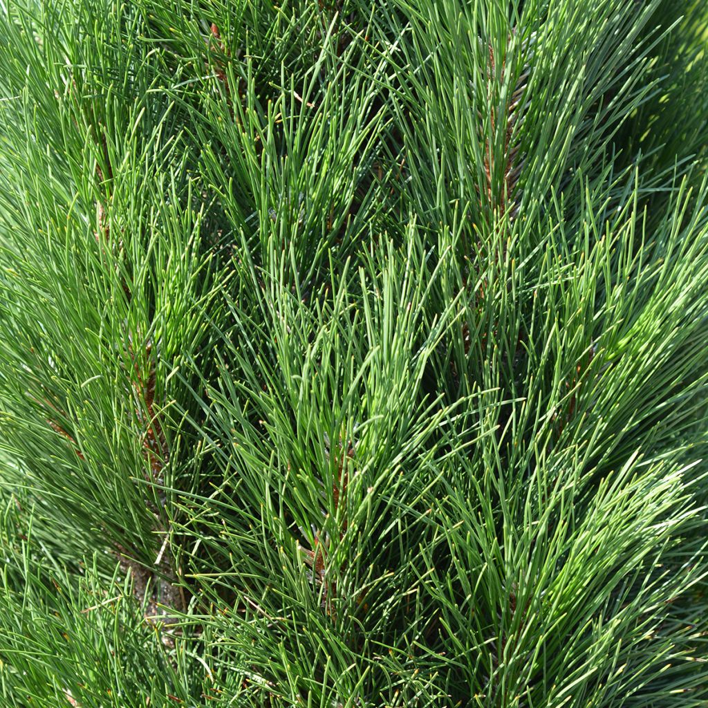 Pinus nigra Green Tower - Pin noir
