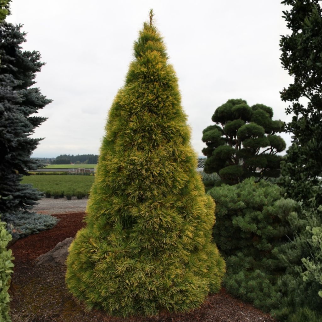 Pin de Weymouth - Pinus strobus Louie