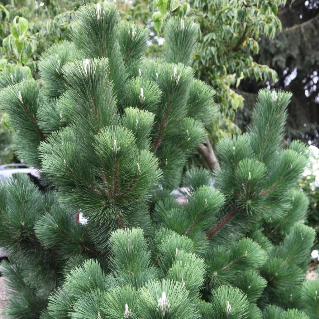 Pin noir du Japon - Pinus thunbergii Thunderhead