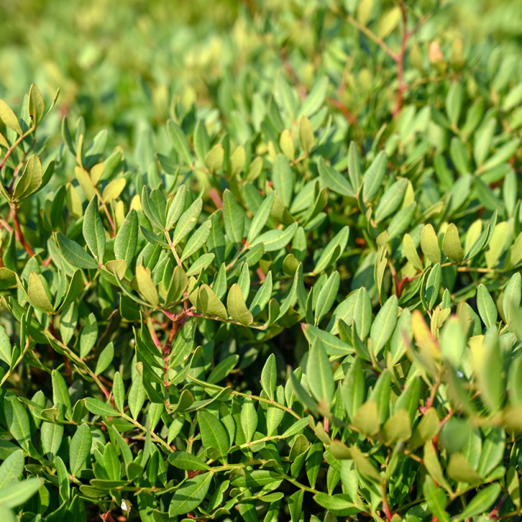 Pistacia lentiscus - Lentisque pistachier