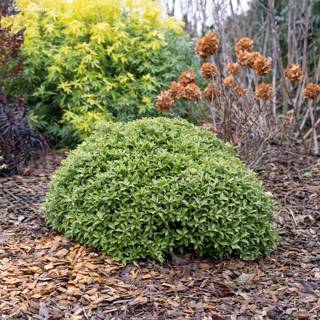 Pitósporo negro Orbitea