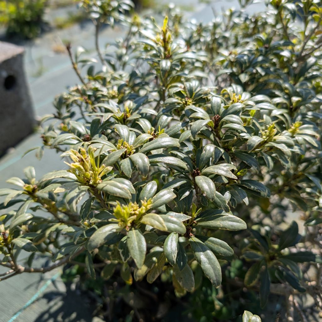 Pittosporum heterophyllum Quissac - Pittospore à feuilles variables