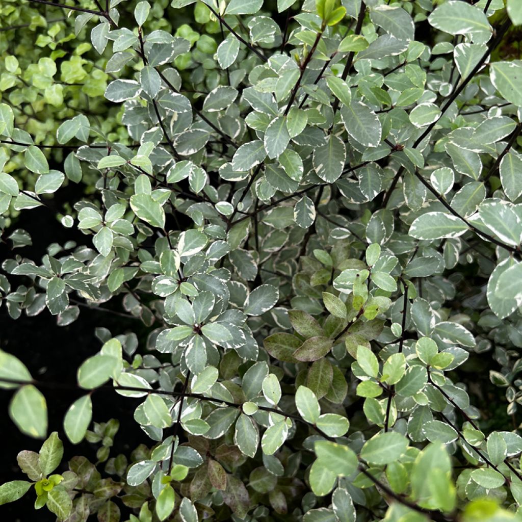 Pittosporum tenuifolium Victoria - Pittosporum à petites feuilles
