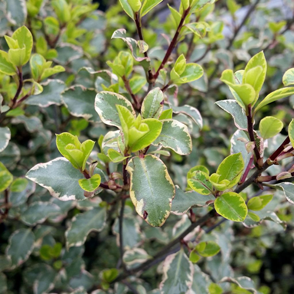 Pittosporum tenuifolium Victoria - Pittosporum à petites feuilles
