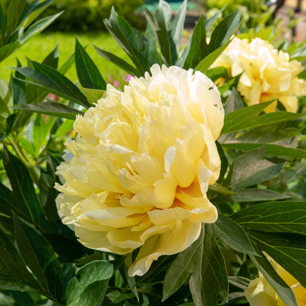 Pivoine Itoh Bartzella