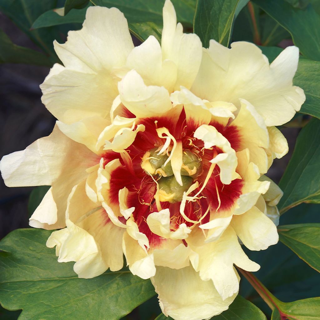 Pivoine Itoh Callies Memory