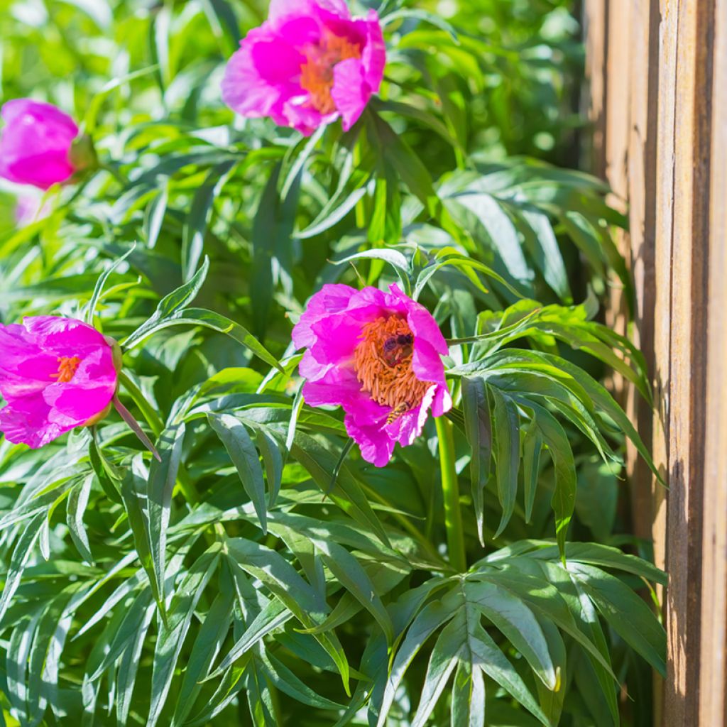 Pivoine botanique - Paeonia anomala