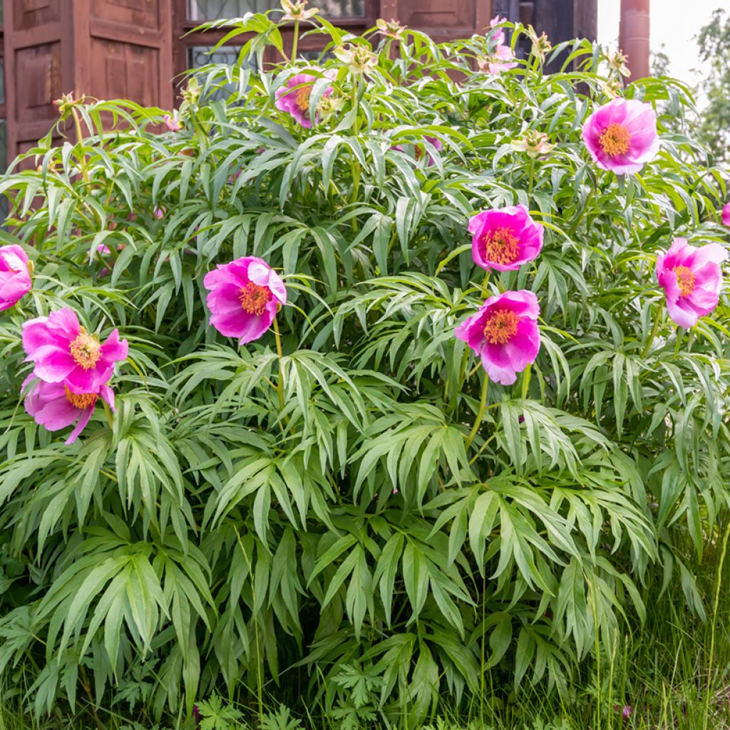 Pivoine botanique - Paeonia anomala
