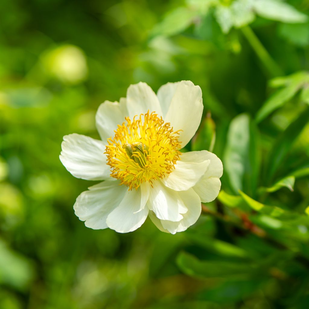 Pivoine botanique - Paeonia emodi