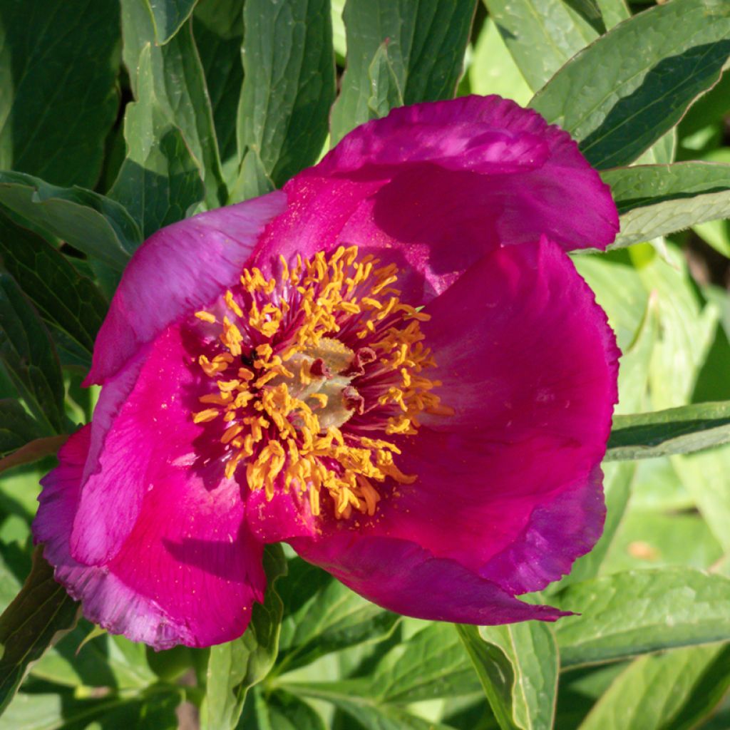 Paeonia humilis