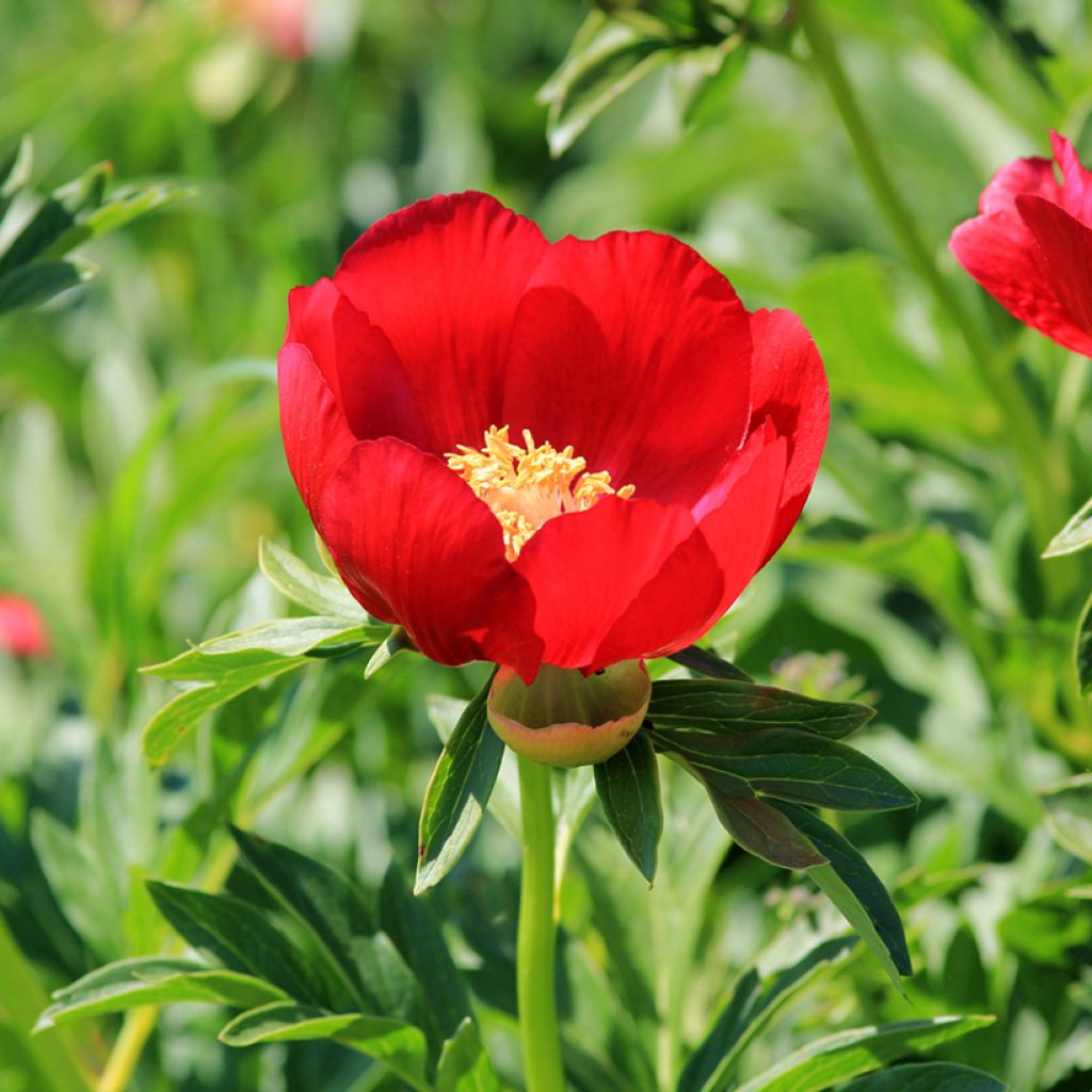Pivoine botanique - Paeonia peregrina