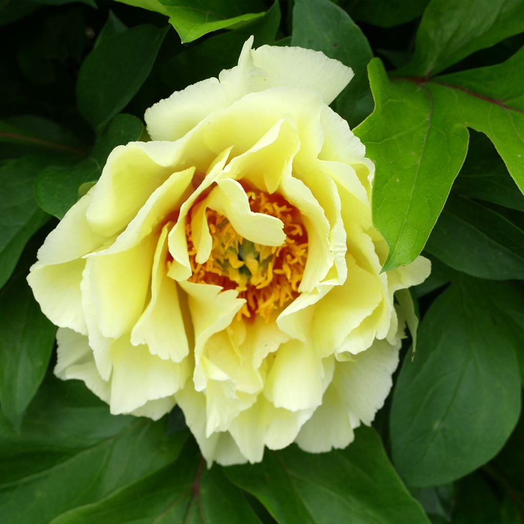 Pivoine itoh Yellow Crown
