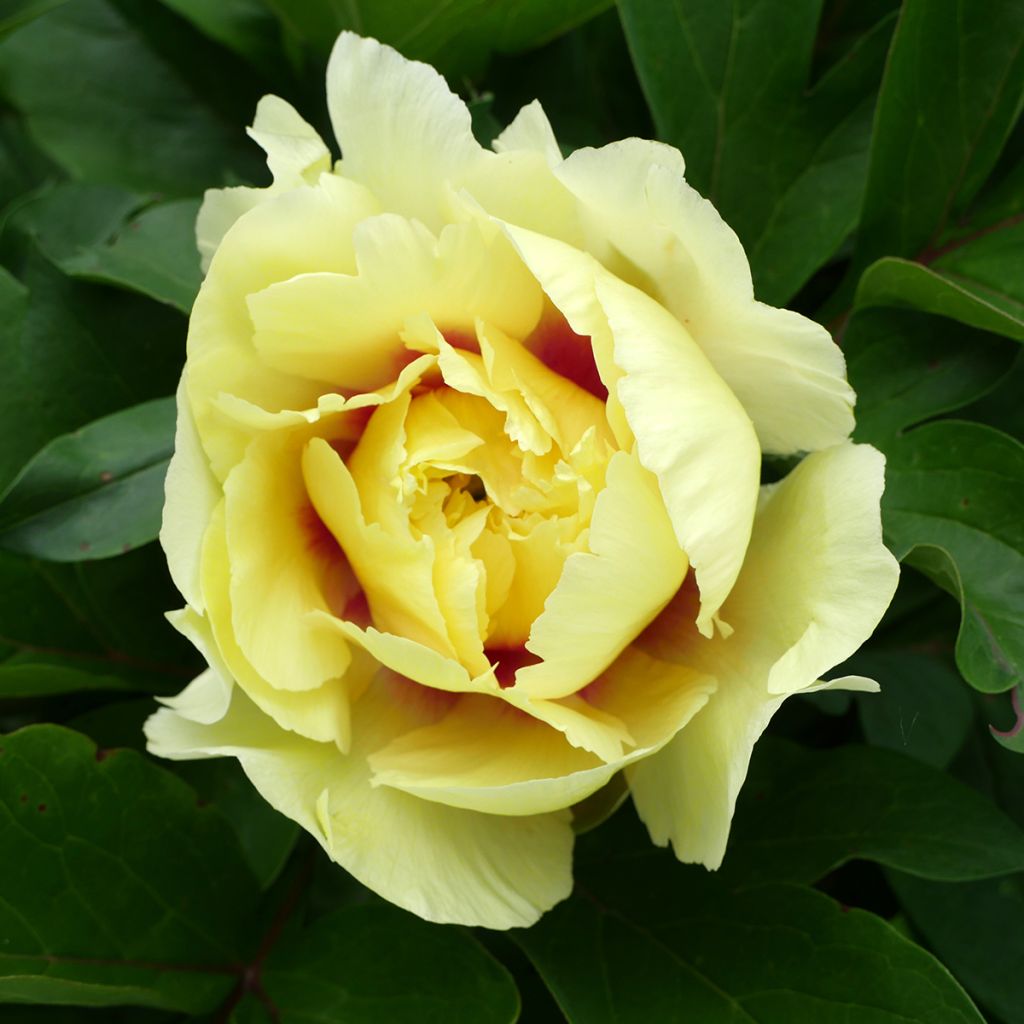 Pivoine itoh Yellow Crown
