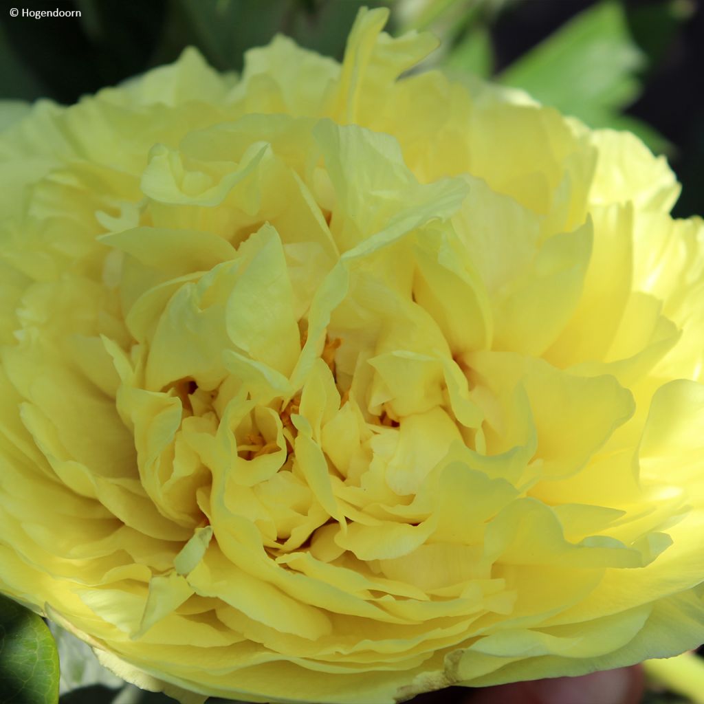 Pivoine itoh Yellow Crown