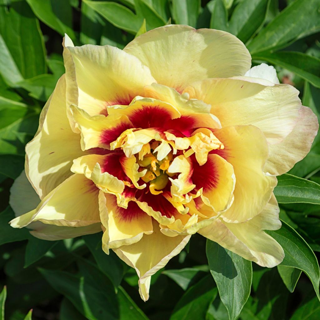 Pivoine itoh Yellow Crown