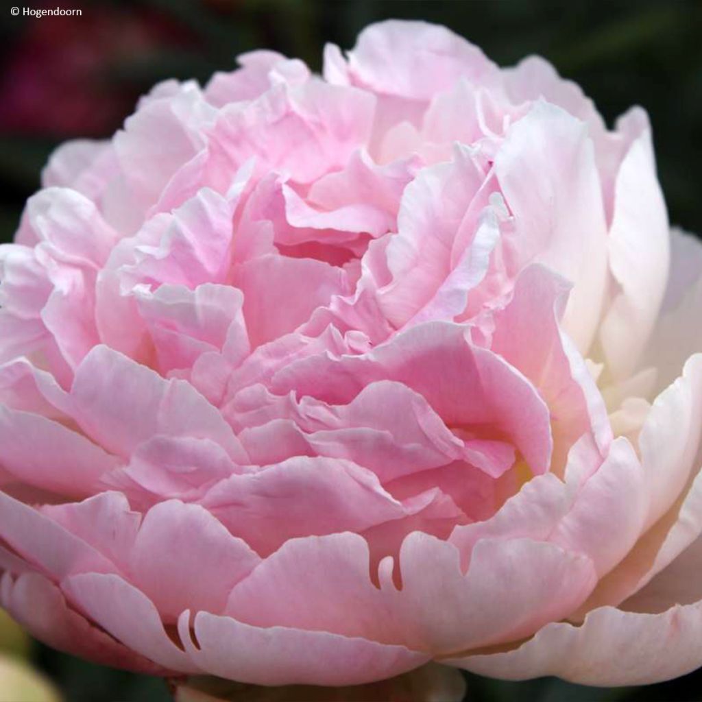 Pivoine lactiflora Albert Crousse