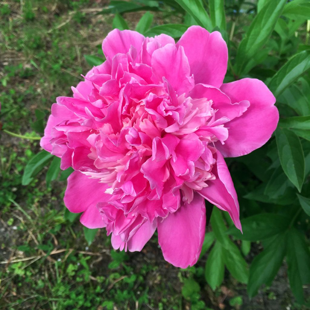 Pivoine lactiflora Amabilis