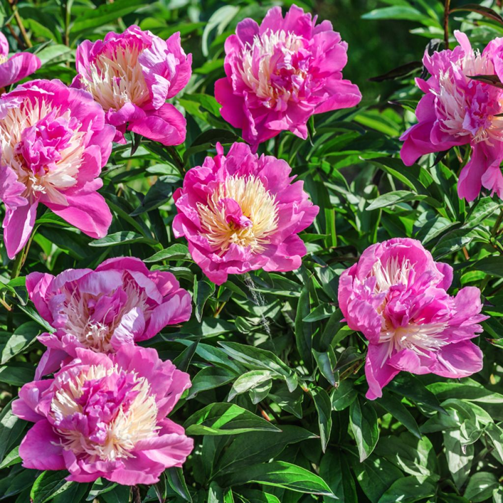 Pivoine lactiflora Bowl of Beauty